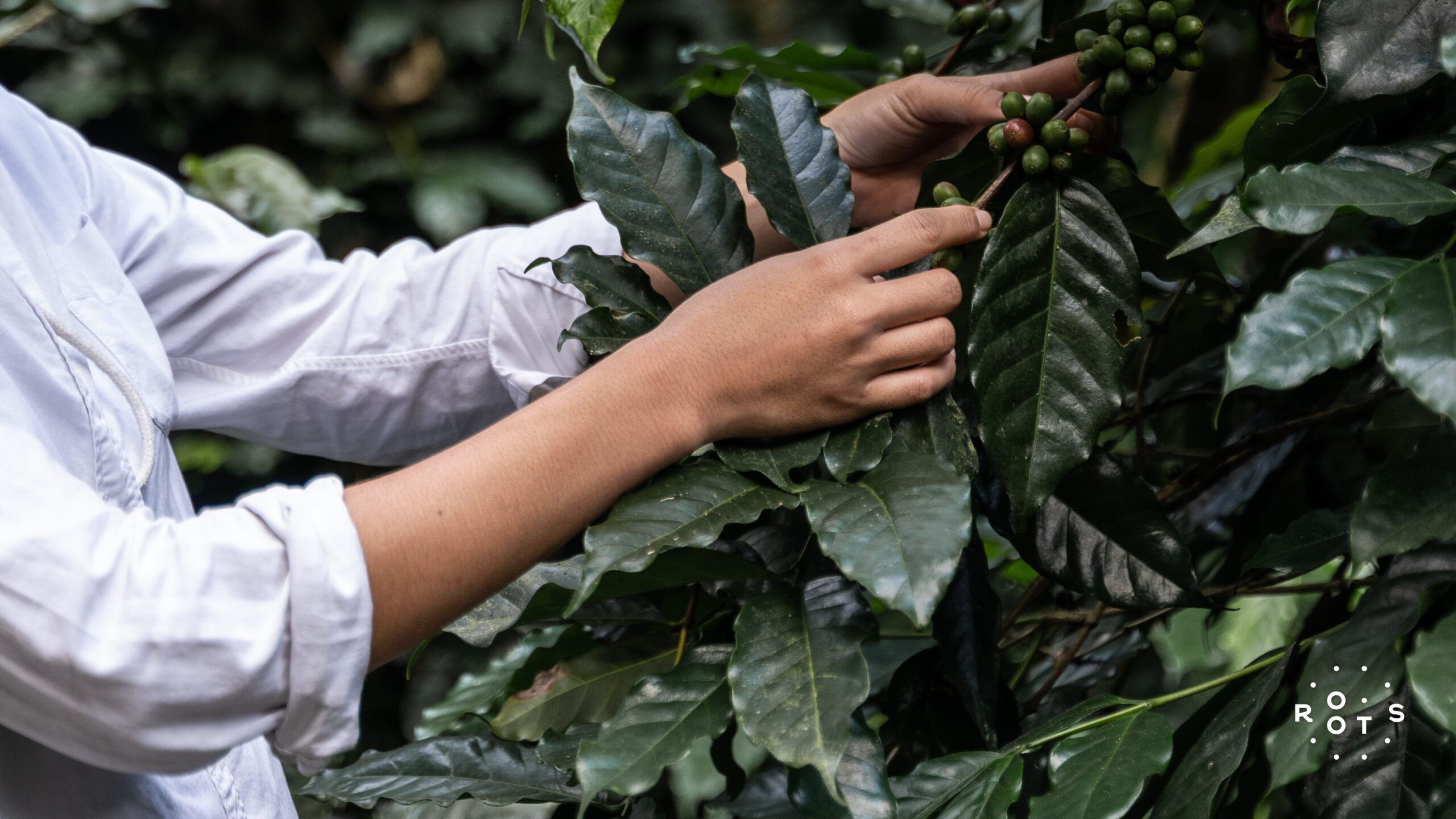 Climate Change VS Coffee: How could Climate Change impact your favorite cup of coffee? | Roots